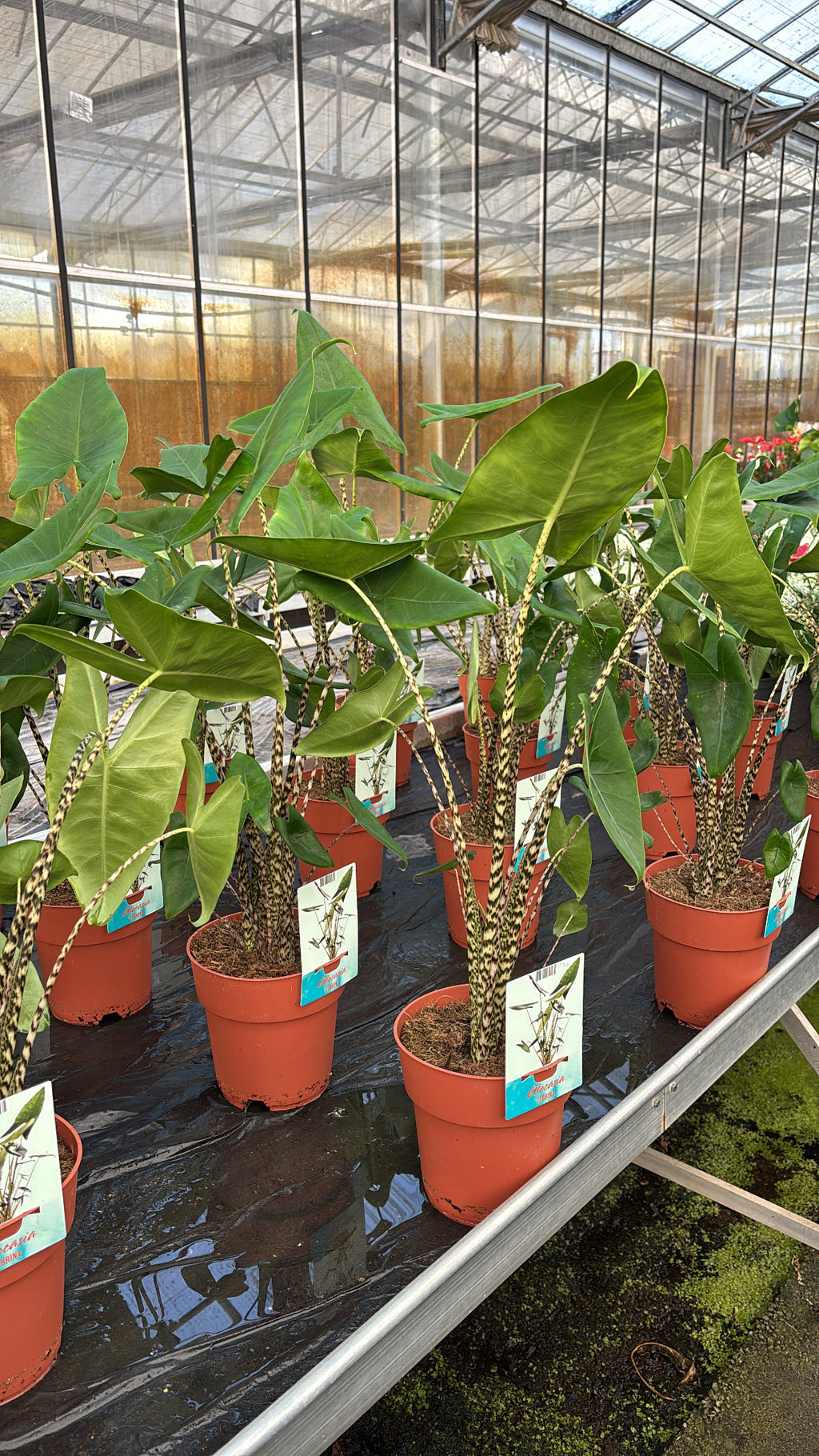 Alocasia Zebrina pot 19cm