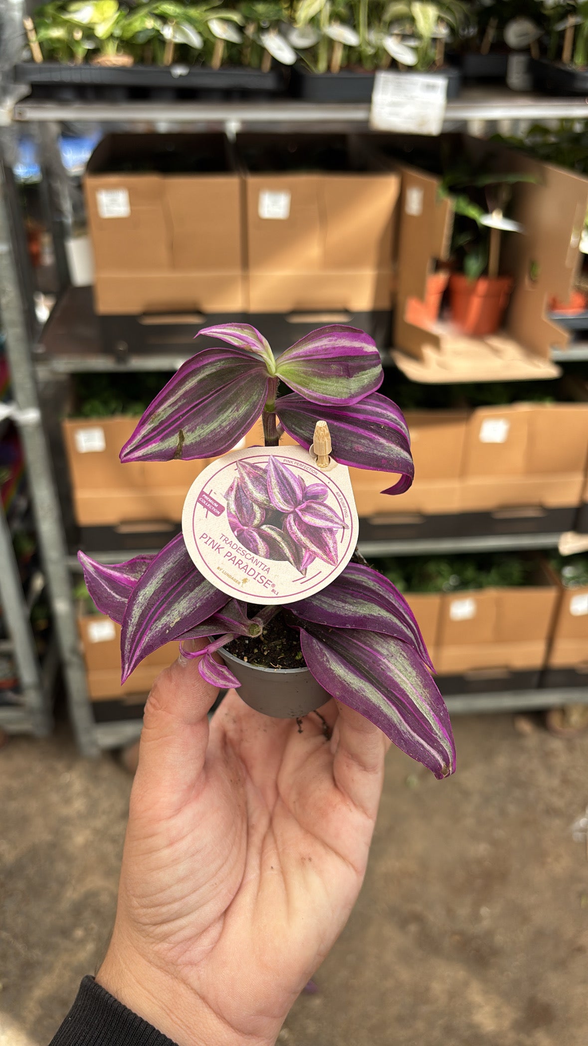 Tradescantia ‘Pink Paradise’ – Pot 6 cm 💗🌿