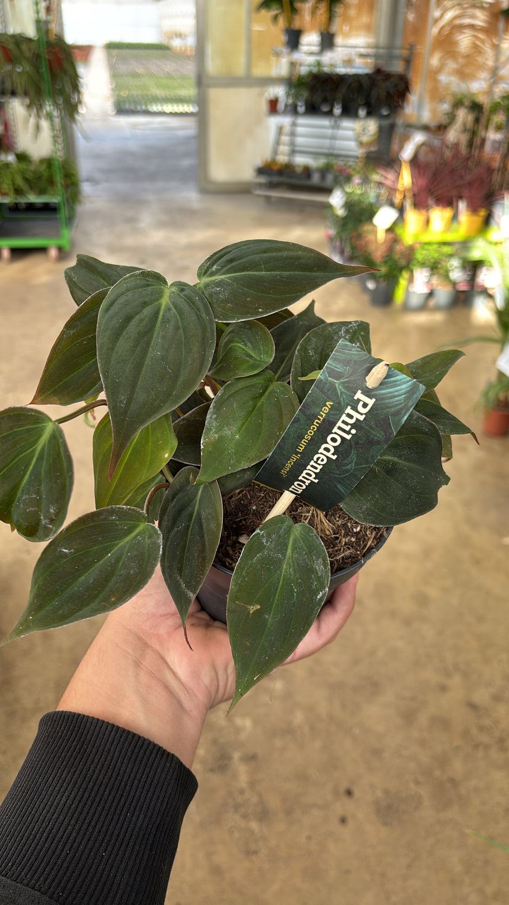 Philodendron scandens ‘Micans’ – Pot 12 cm