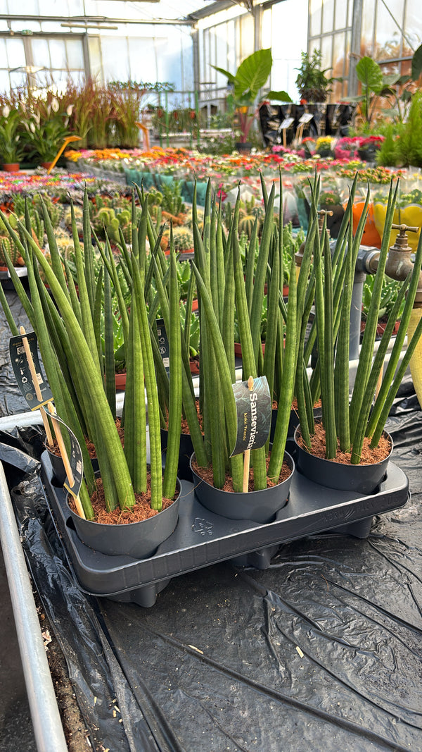 Sansevieria Cylindrica – Pot 12 cm