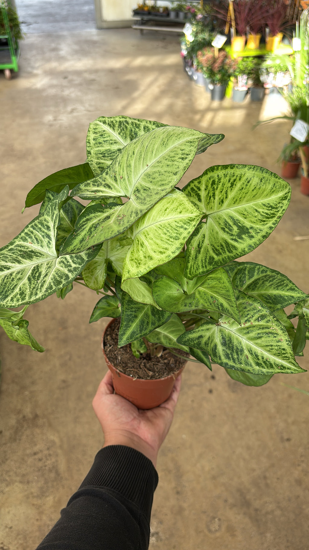 Syngonium ‘Arrow’ – Pot 12 cm