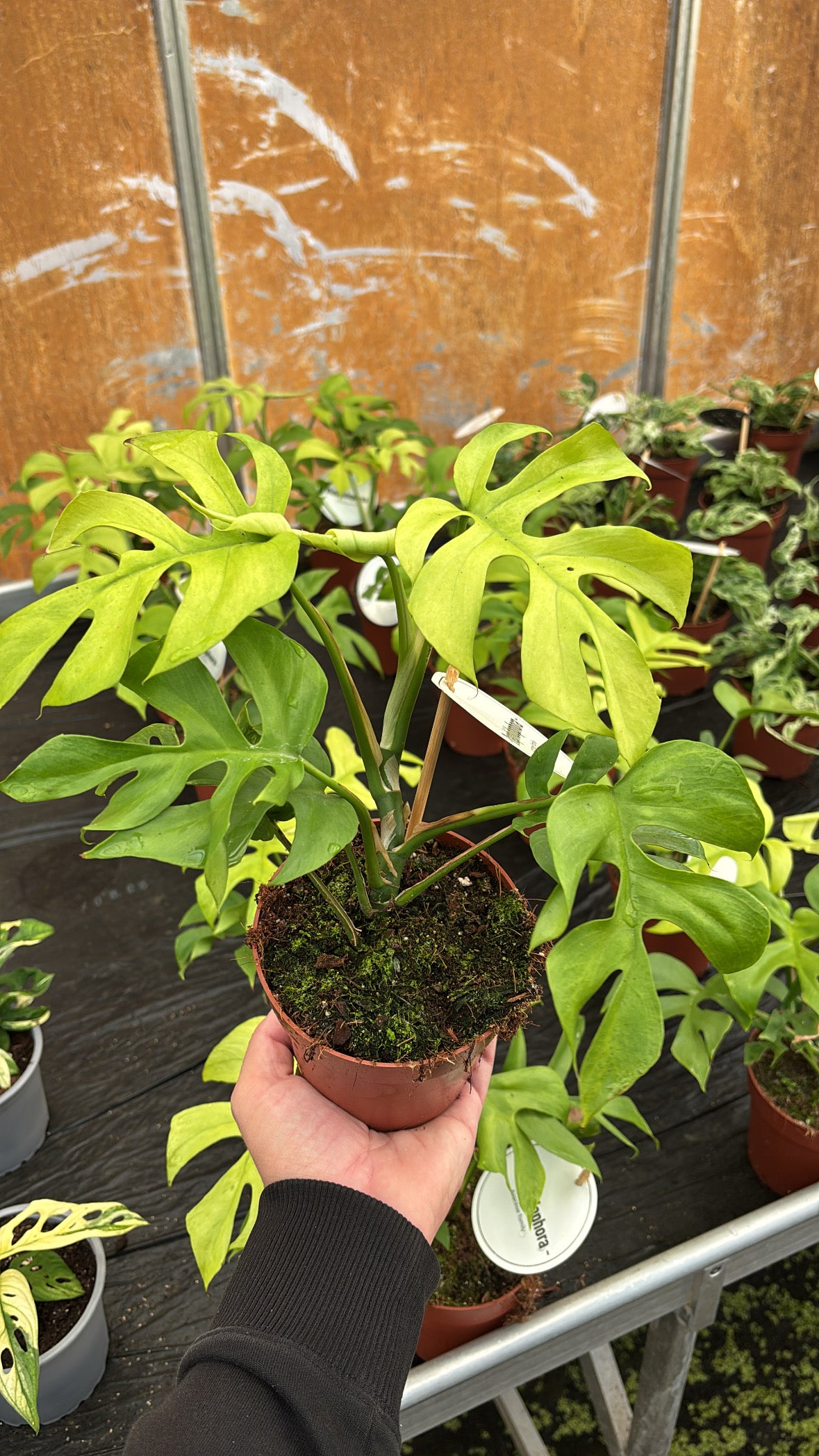 Rhaphidophora Tetrasperma ‘Goldrush’ – Pot 12 cm