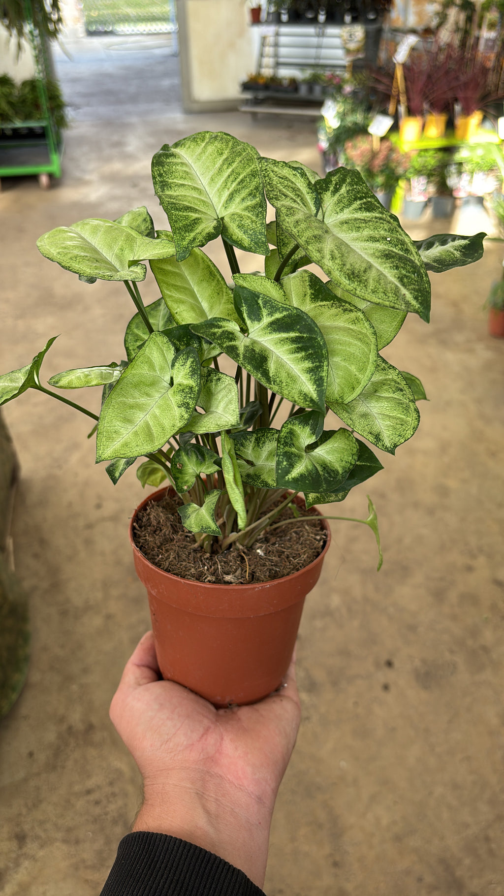 Syngonium ‘Pixie’ – Pot 12 cm