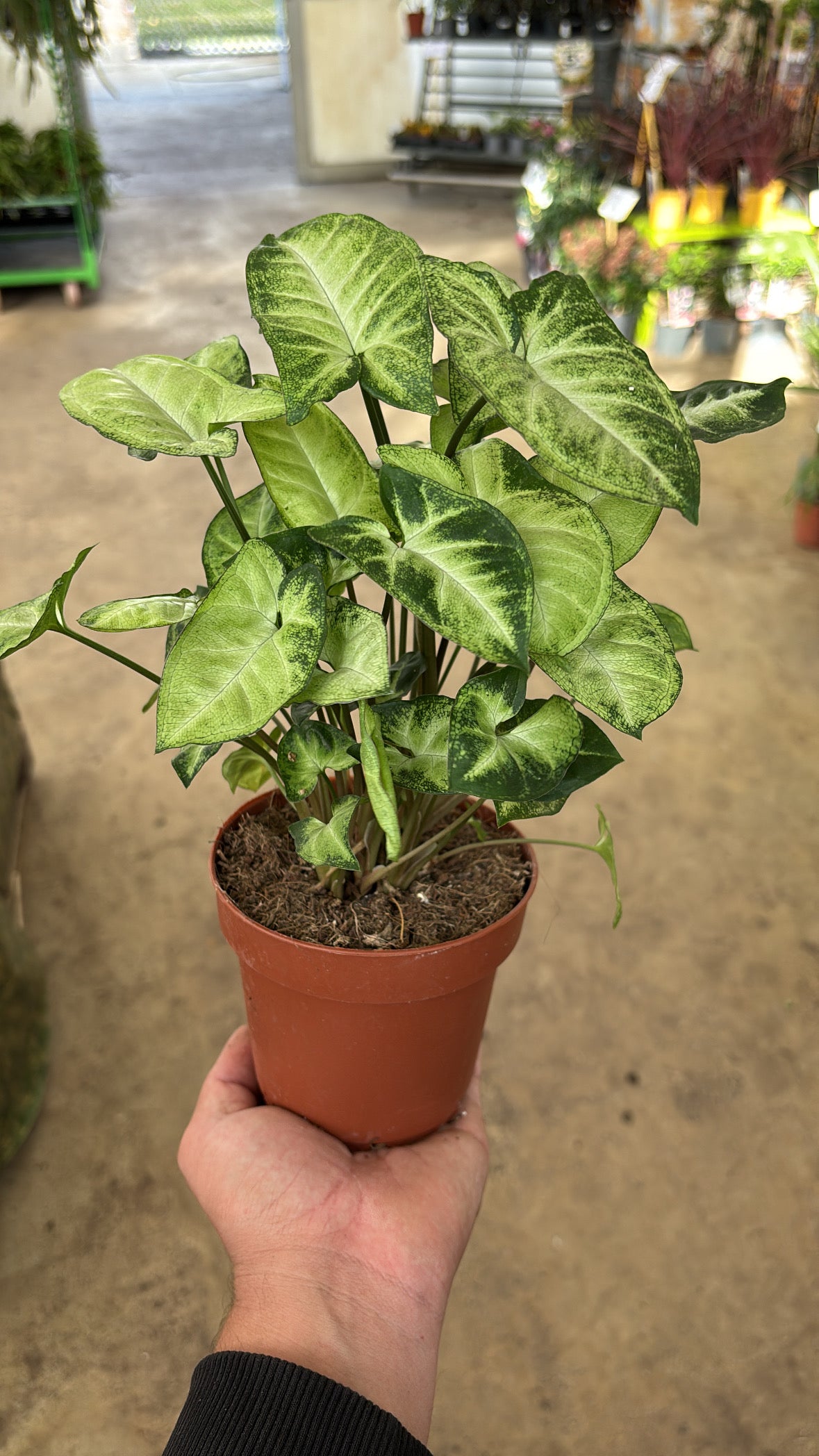 Syngonium ‘Pixie’ – Pot 12 cm