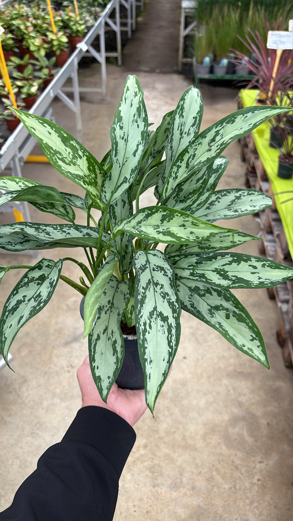 Aglaonema ‘Silver Queen’ – Pot 12 cm