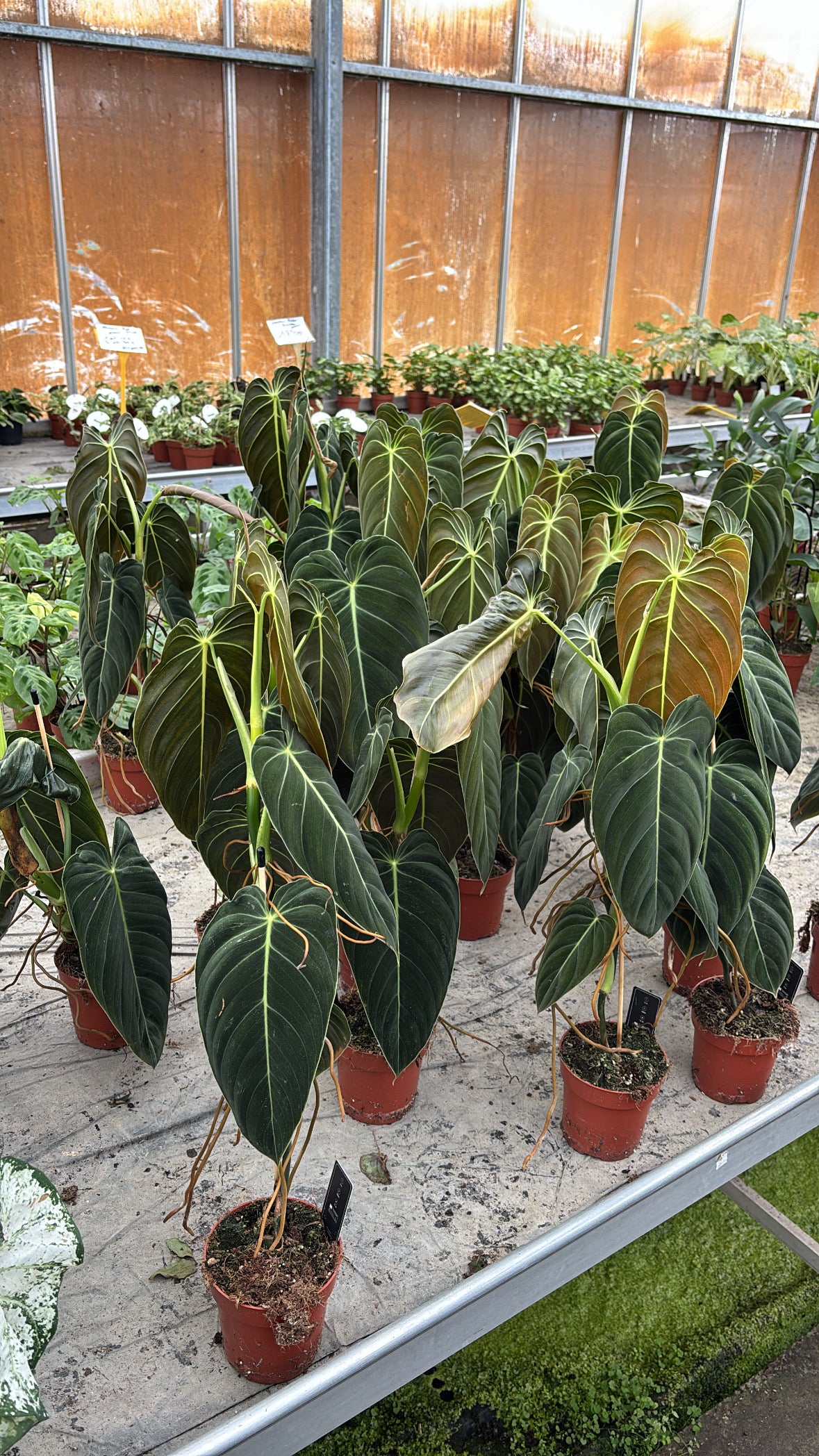 Philodendron melanochrysum – Pot 12 cm 🌿