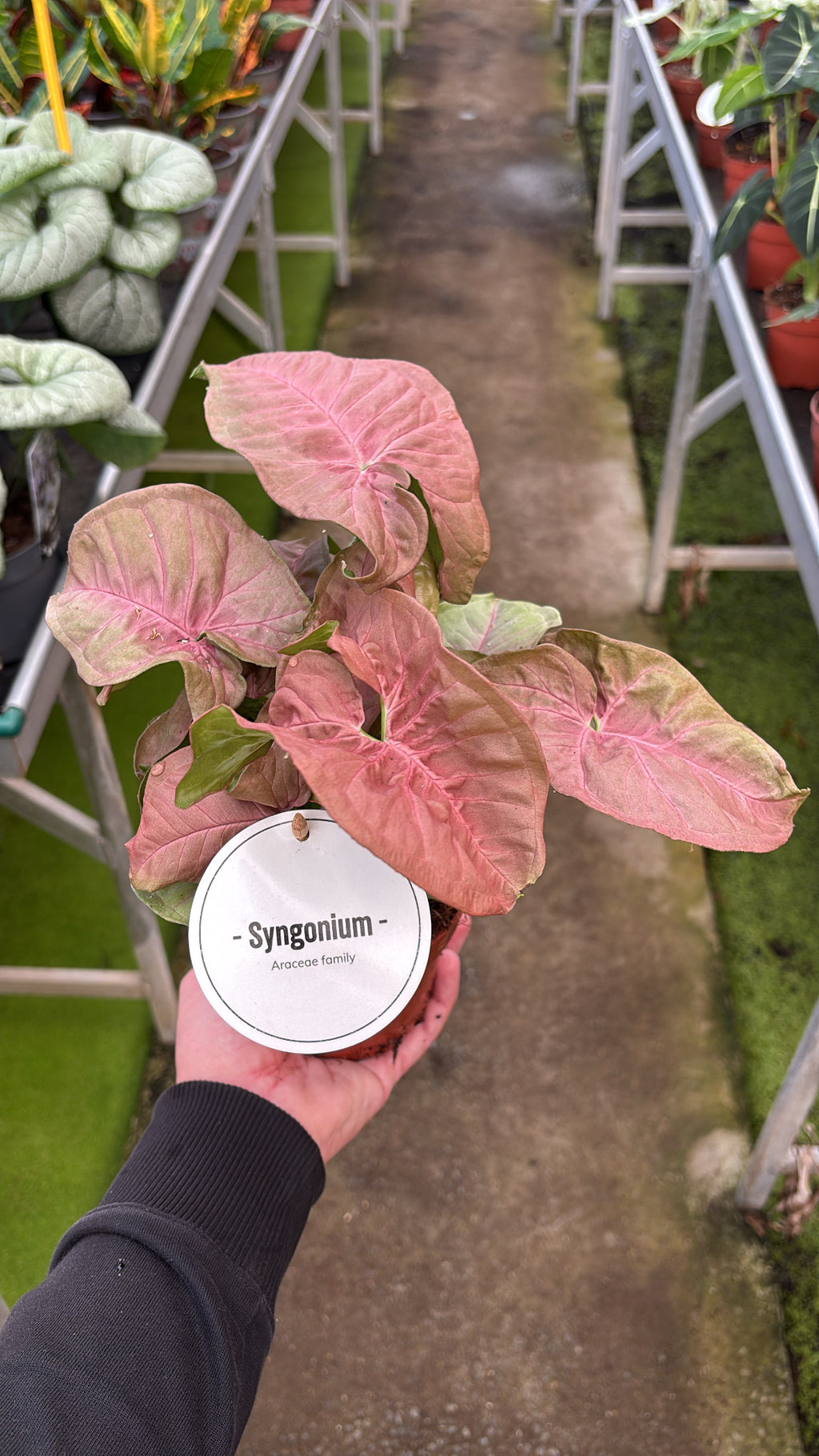 Syngonium Neon – Pot 12 cm
