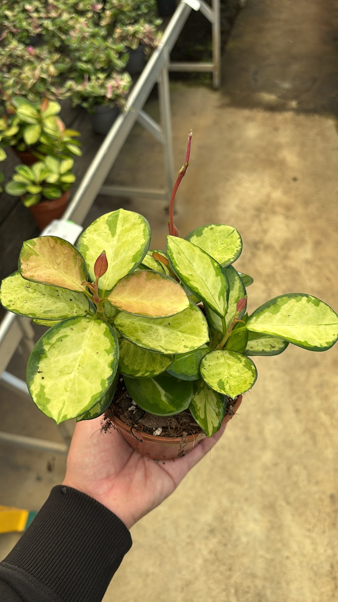 Hoya australis Lisa pot 12cm