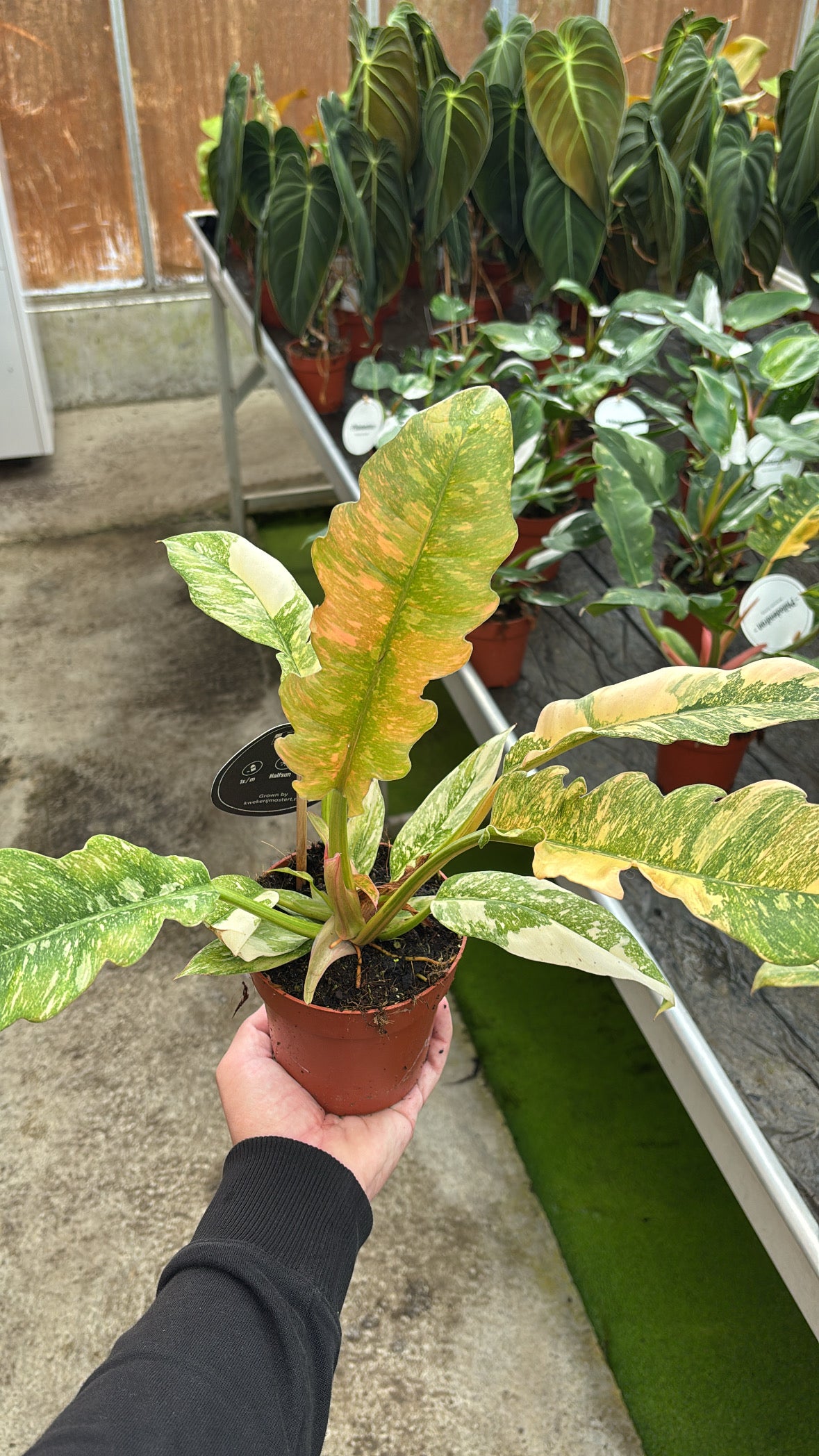Philodendron Ring of Fire – Pot 12 cm