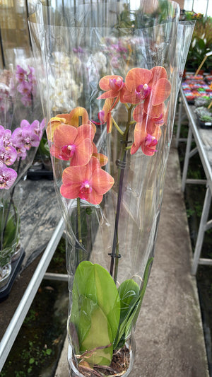 Phalaenopsis – 2 branches