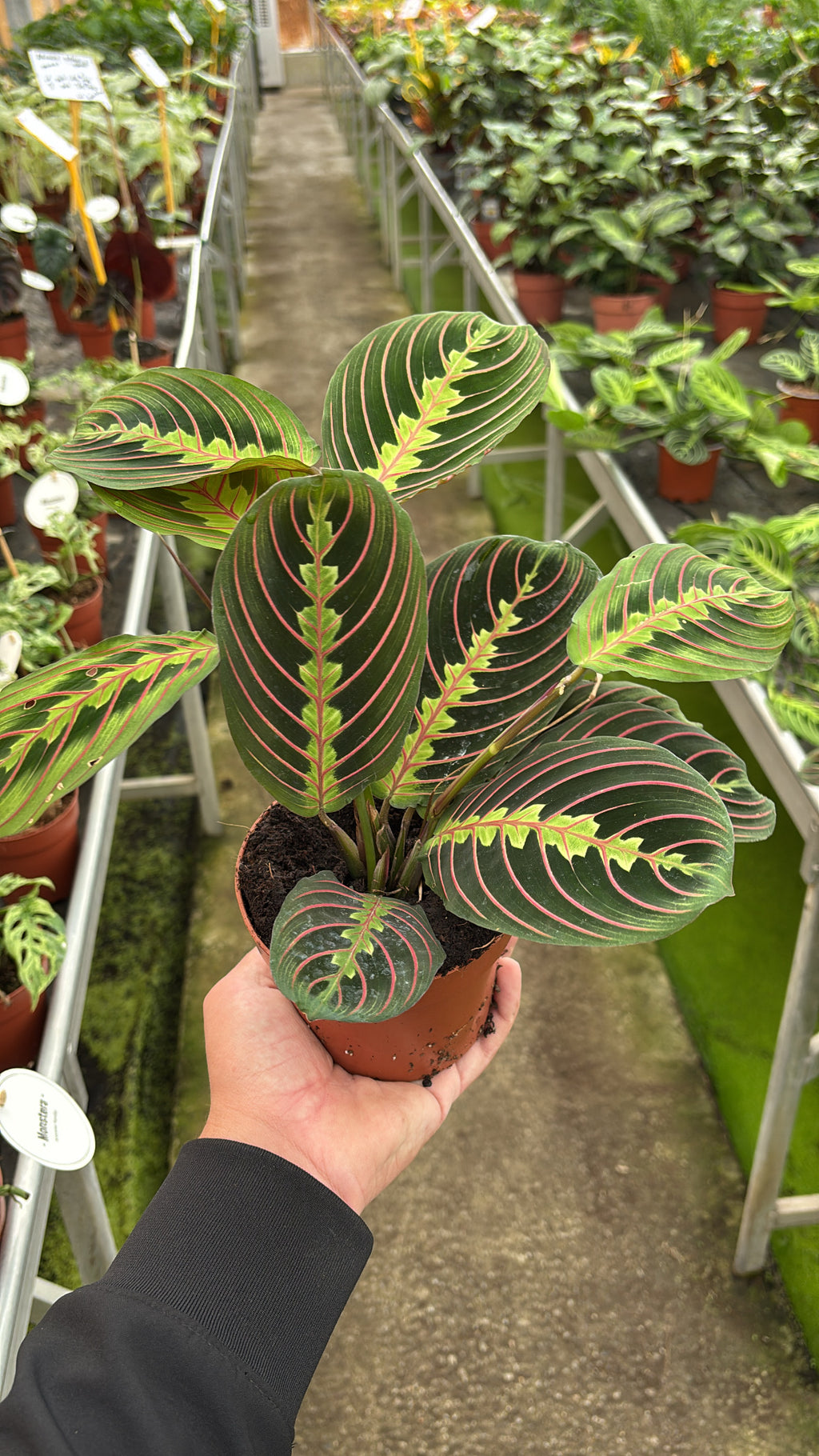 Maranta – Pot 12 cm