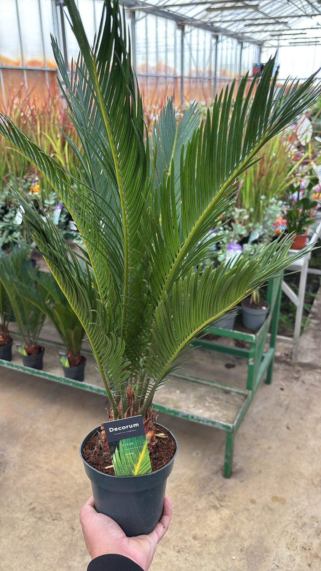 Cycas revoluta – Pot 17 cm