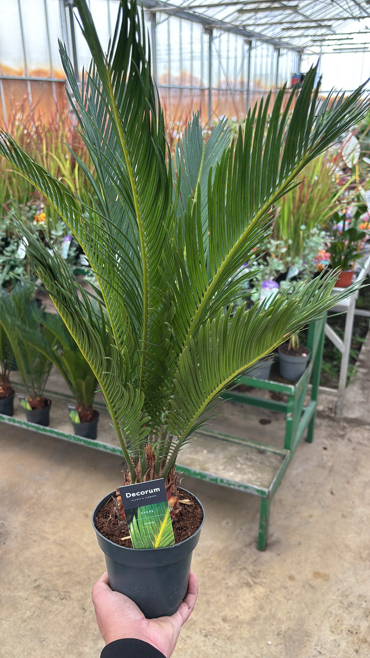 Cycas revoluta – Pot 17 cm