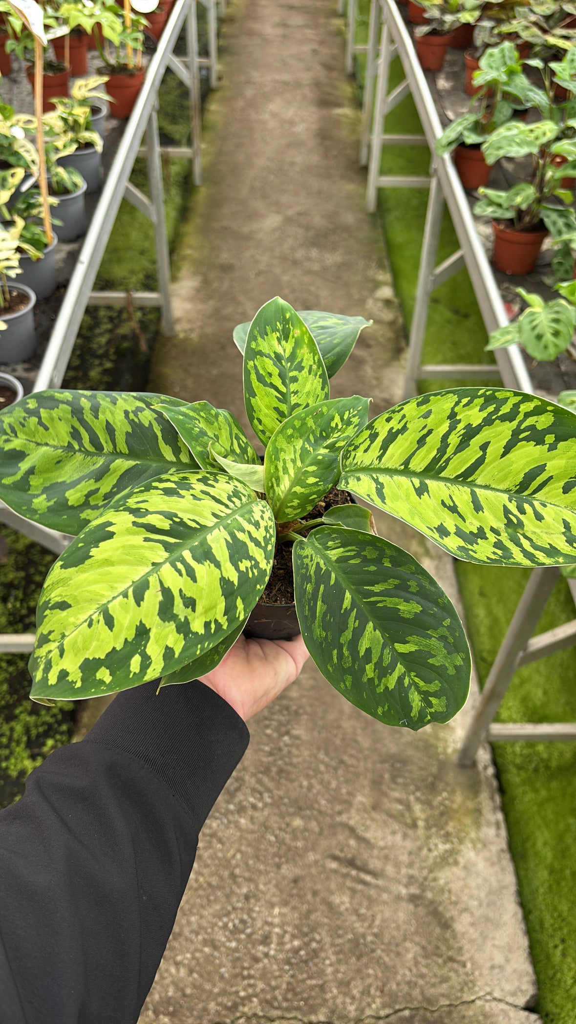 Homalomena ‘Camouflage’ – Pot 10 cm