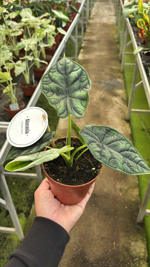 Alocasia Dragon Scale pot 12cm