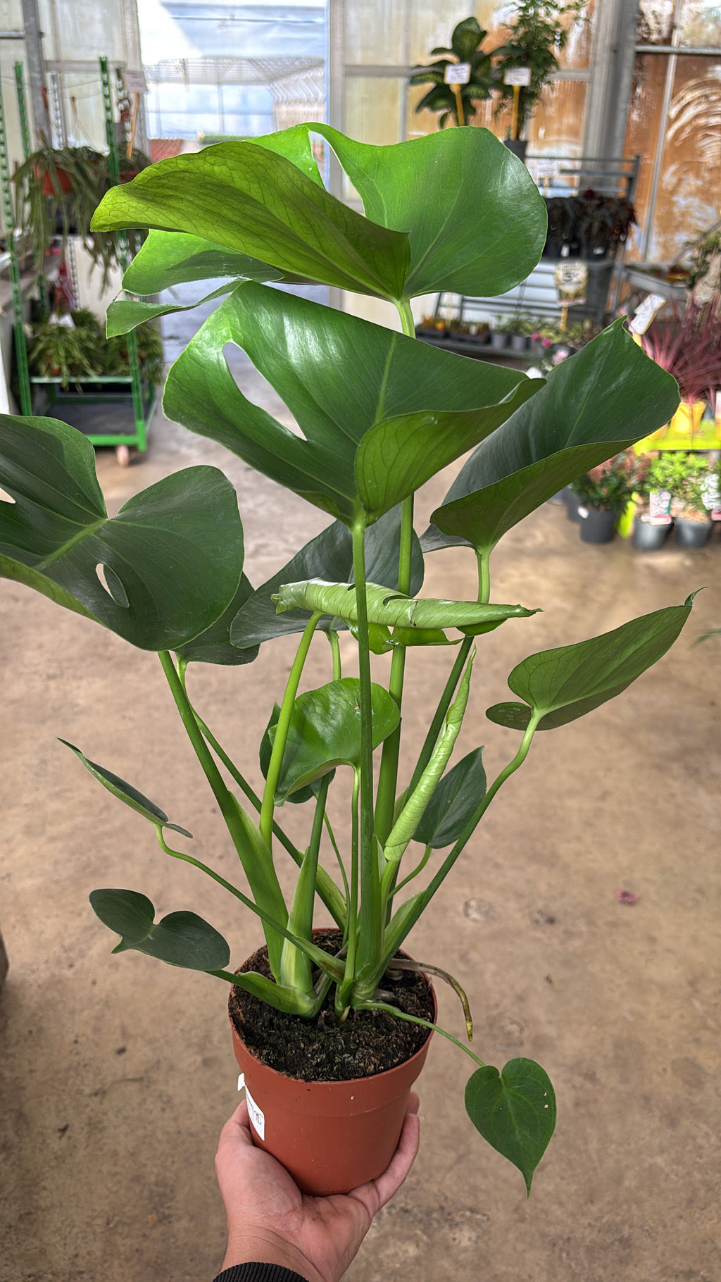 Monstera deliciosa – Pot 13 cm