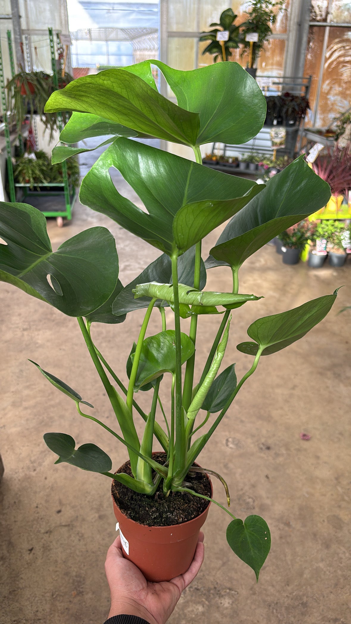 Monstera deliciosa – Pot 13 cm