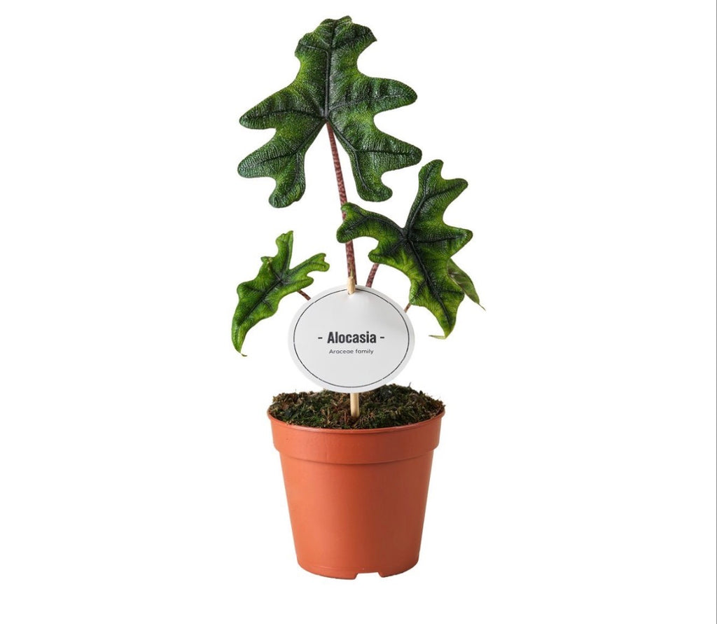 Alocasia Jacklyn – Pot 6 cm 🌿