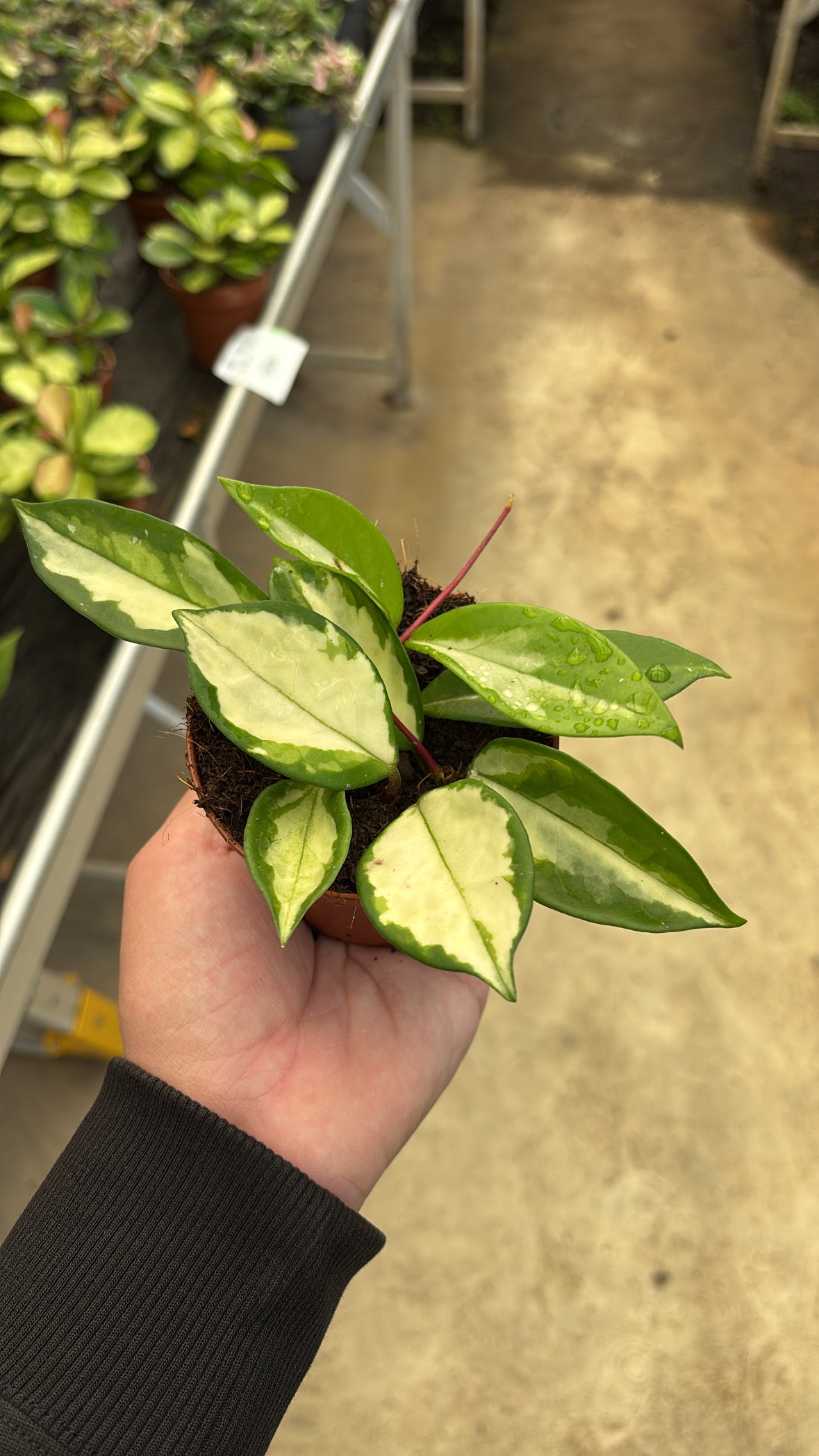 Hoya Tricolor – Pot 9 cm