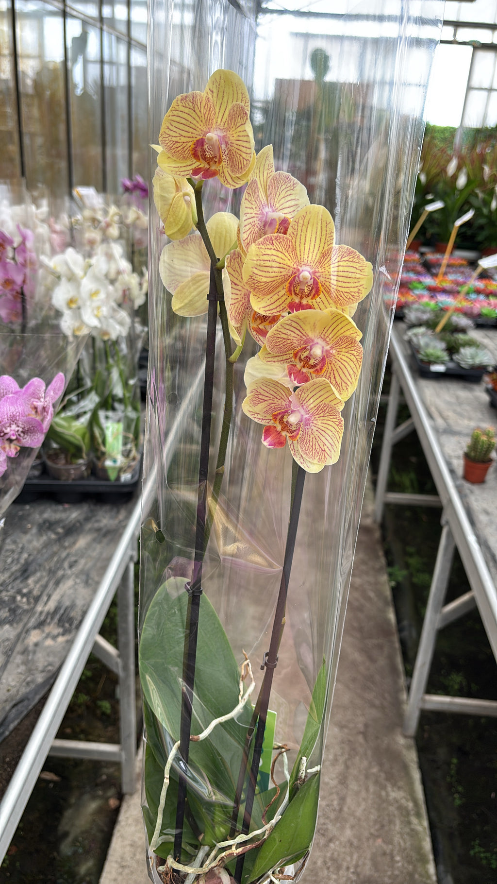 Phalaenopsis – 2 branches
