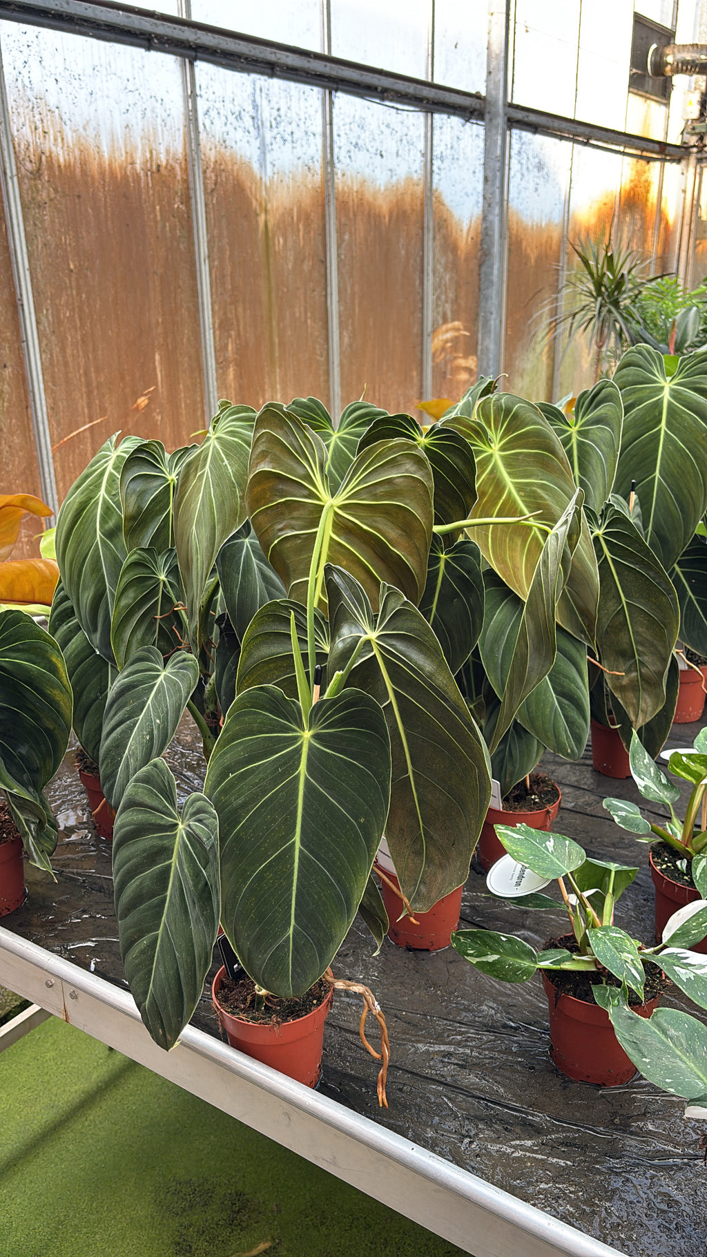 Philodendron Melanochrysum – Pot 12 cm