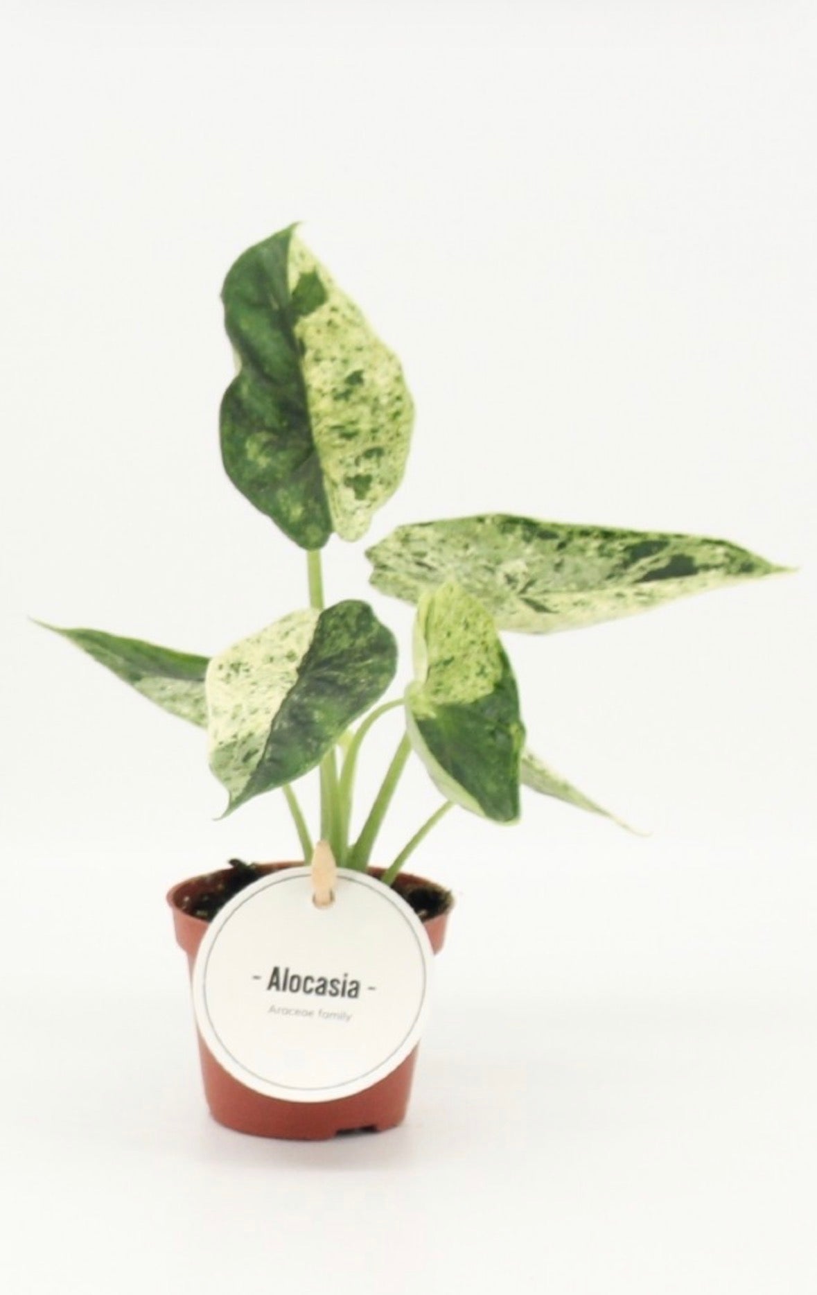 Alocasia Dragon Scale Mint – Pot 6 cm 🌿✨