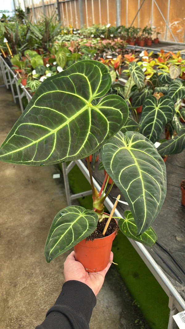 Anthurium Regal pot 12cm