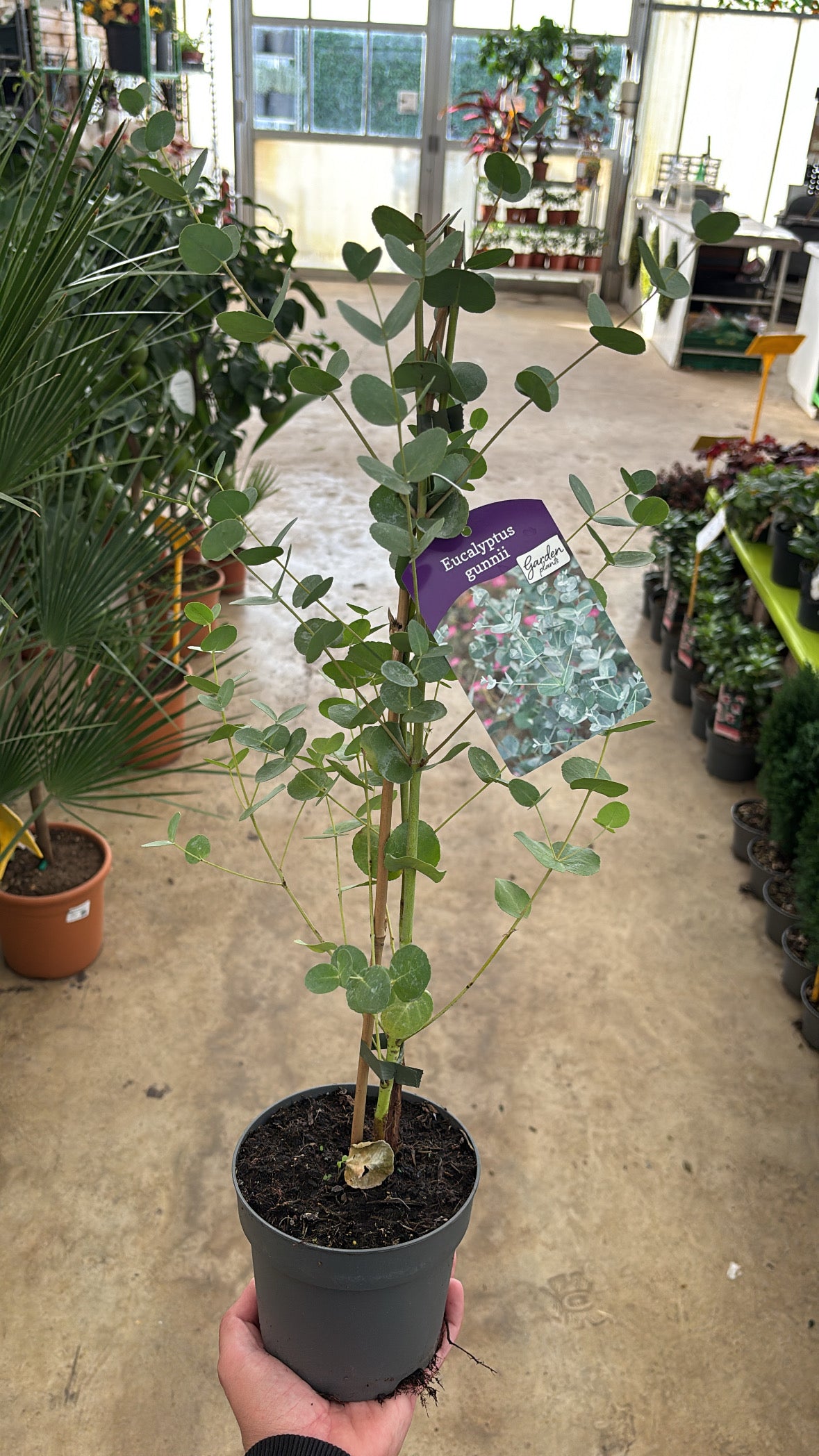Eucalyptus – Pot 12 cm