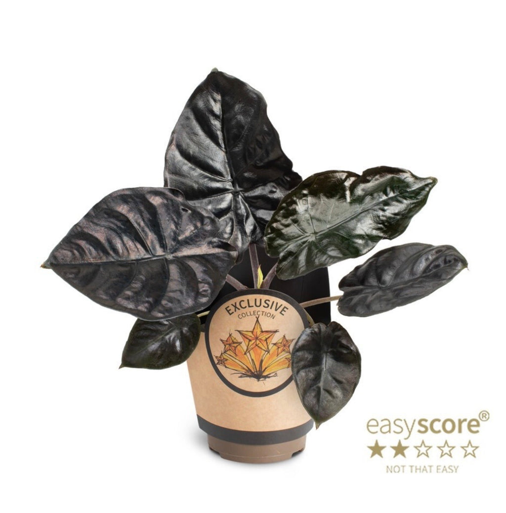 Alocasia ‘Black Magic’ – Pot 11 cm 🖤🌿