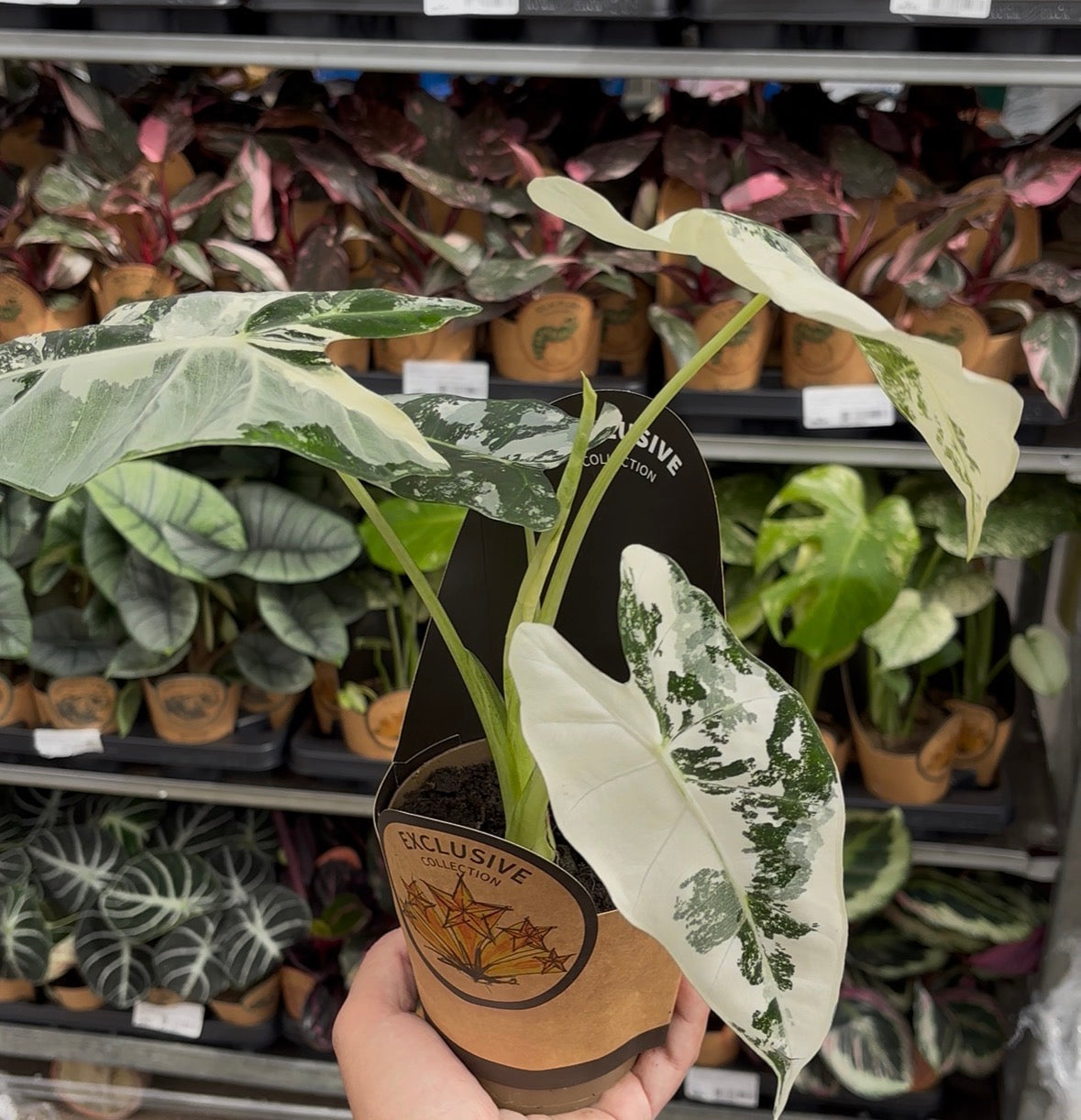 Alocasia Frydek Variegata – Pot 11 cm 🌿🤍