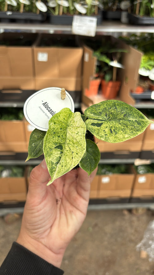 Alocasia Dragon Scale Mint – Pot 6 cm 🌿✨
