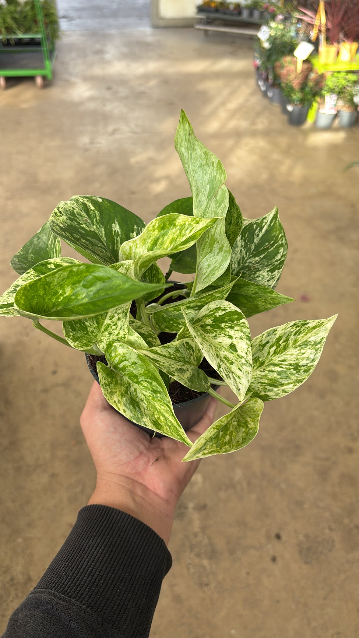 Epipremnum aureum ‘Marble Queen’ – Pot 12 cm