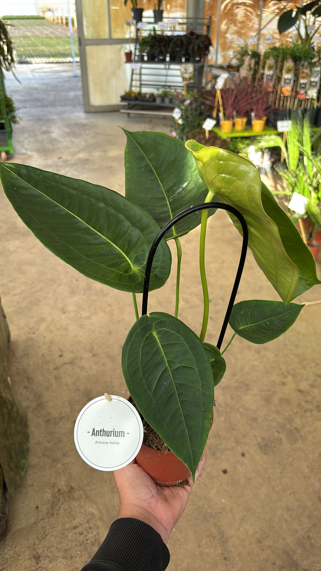 Anthurium peltigerum – Pot 12 cm