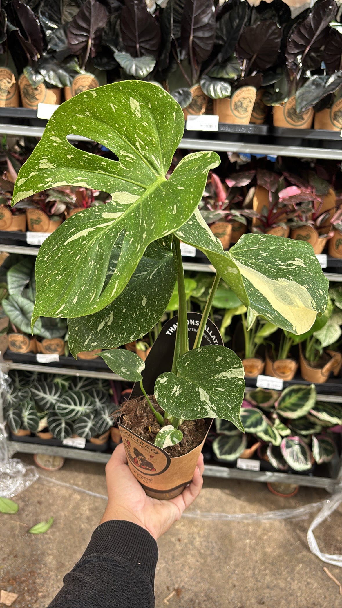 Monstera deliciosa ‘Thai Constellation’ – Pot 11 cm 🌿✨