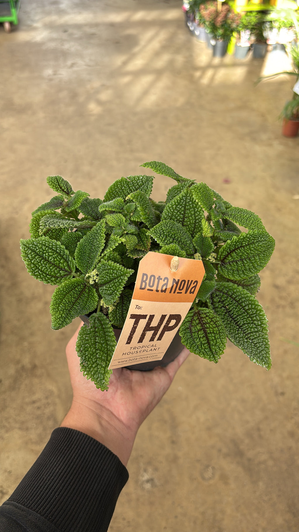 Pilea involucrata ‘Moon Valley’ – Pot 12 cm