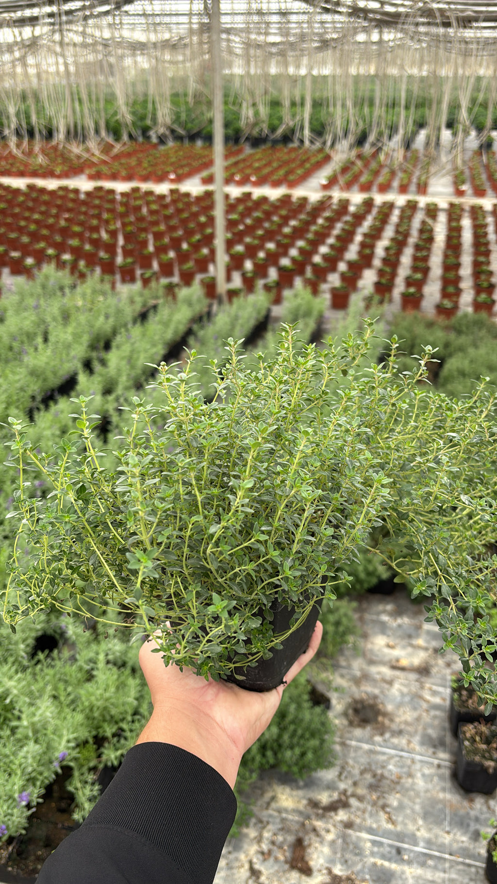 Thym citron – Pot 1 L