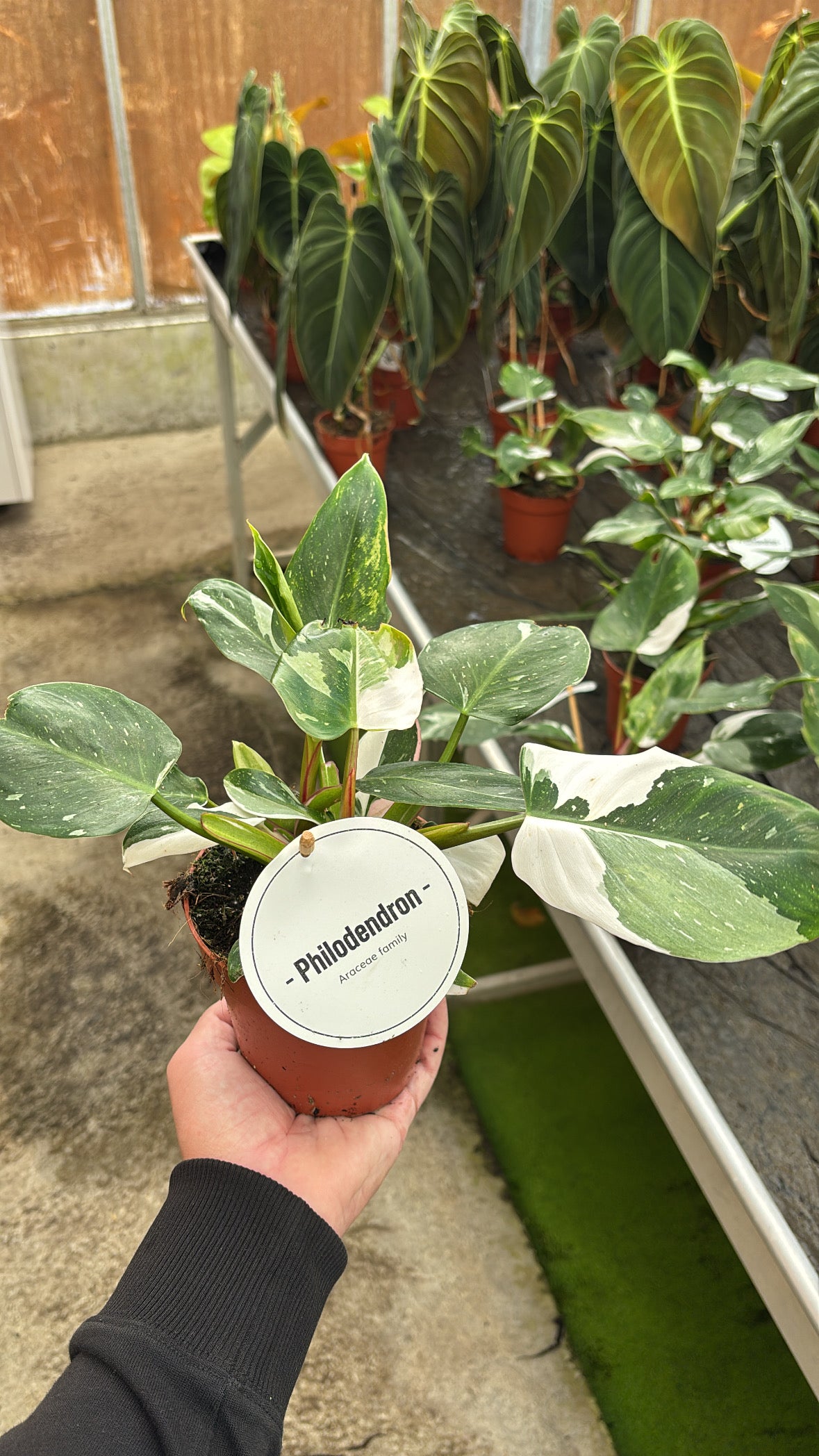 Philodendron White Princess – Pot 12 cm