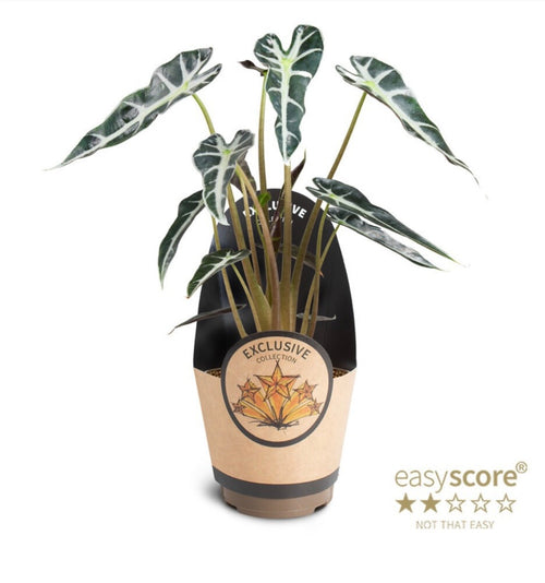 Alocasia Bambino – Pot 11 cm 🌿