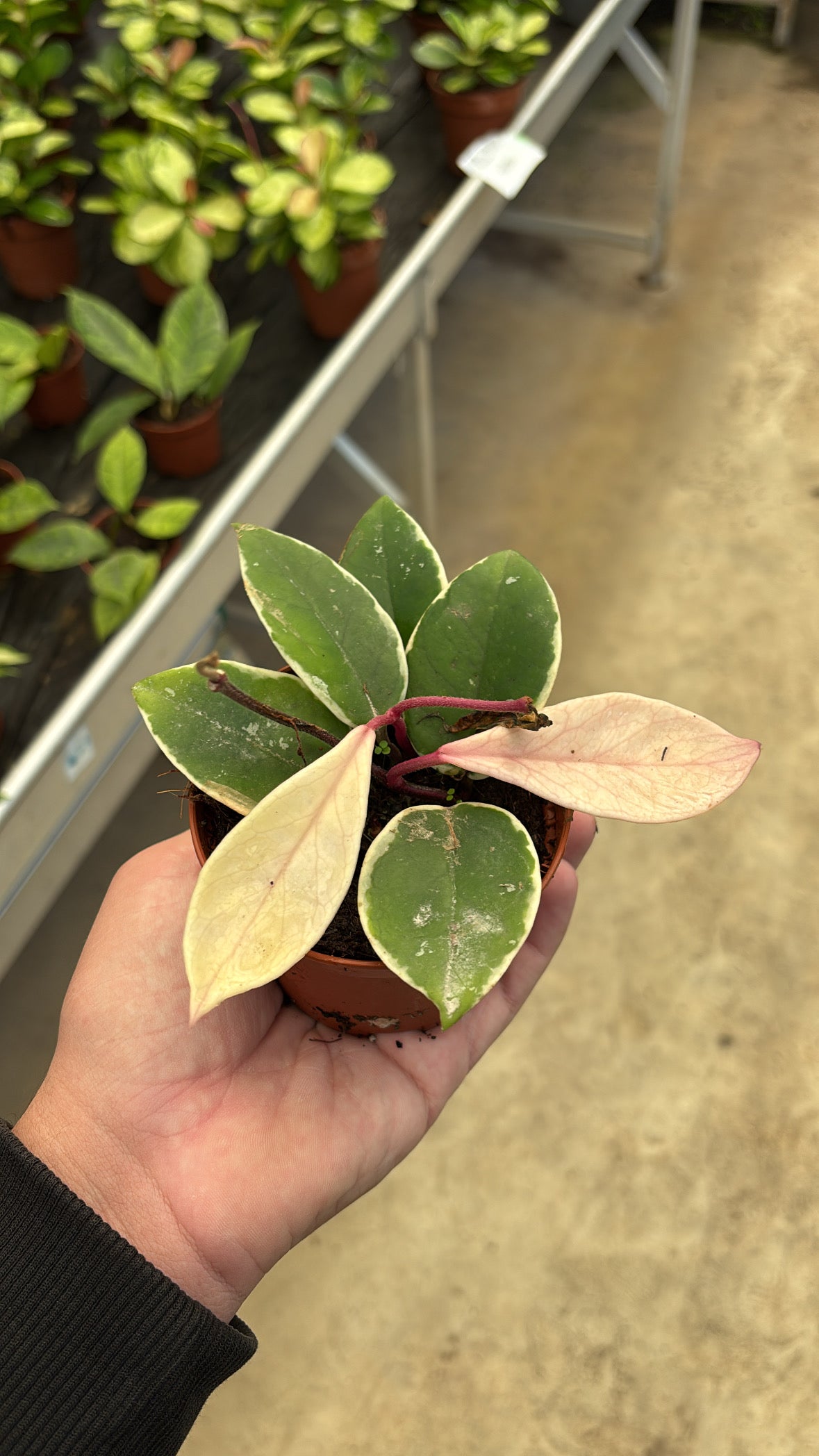 Hoya Carnosa ‘Floraganza Flamingo Dream’ – Pot 9 cm