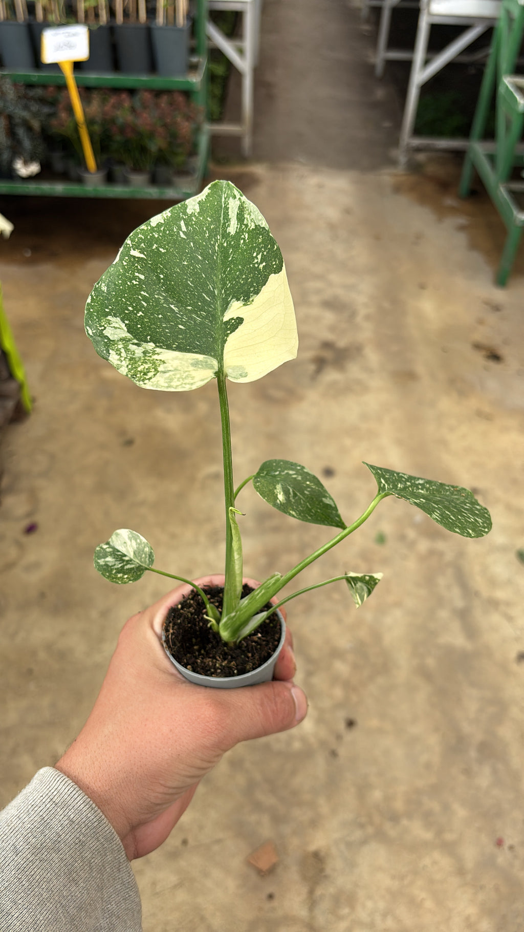 🌿 Monstera Thai Constellation – Pot 6 cm