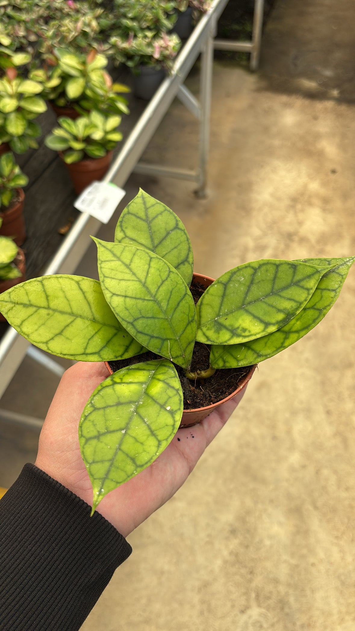Hoya Callistophylla – Pot 9 cm