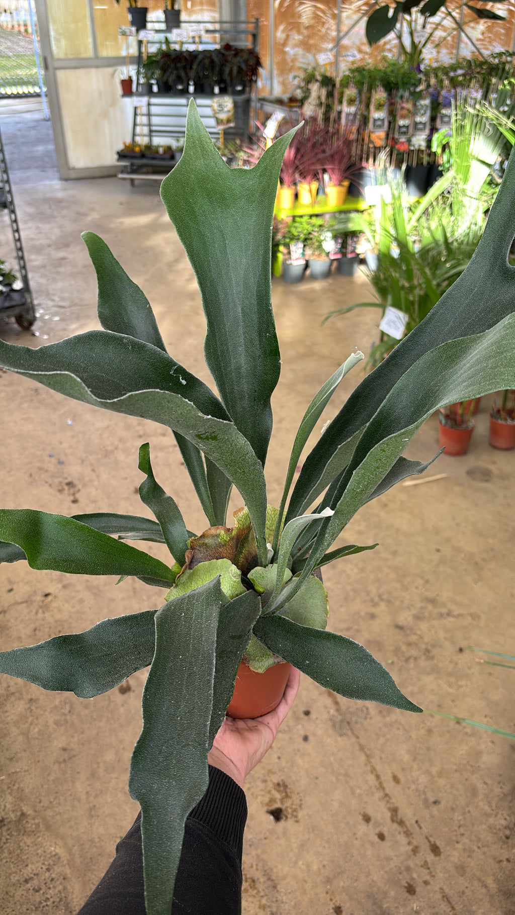 Platycerium bifurcatum – Corne d’élan
