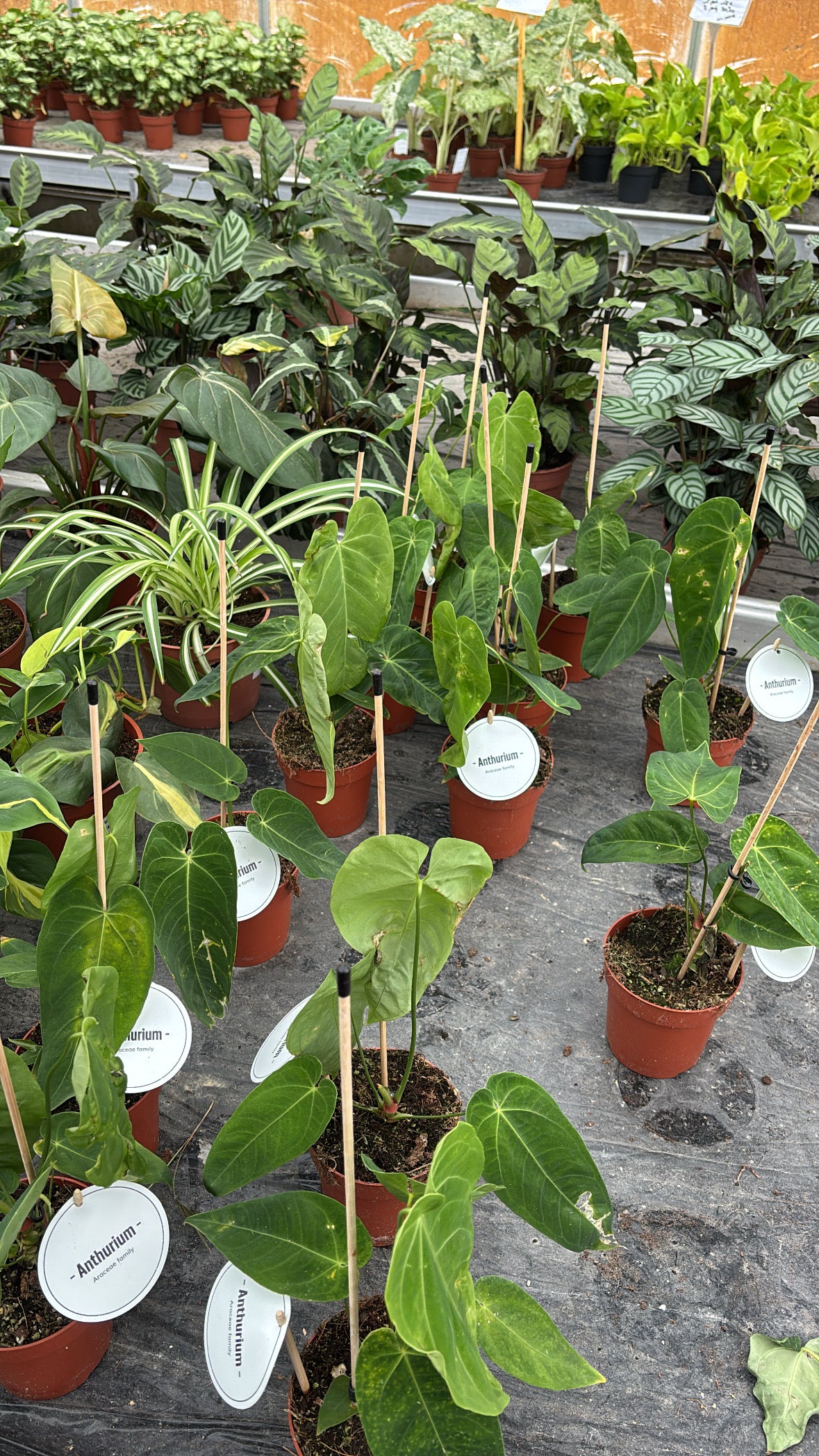 Anthurium queremalense – Pot 12 cm 🌿