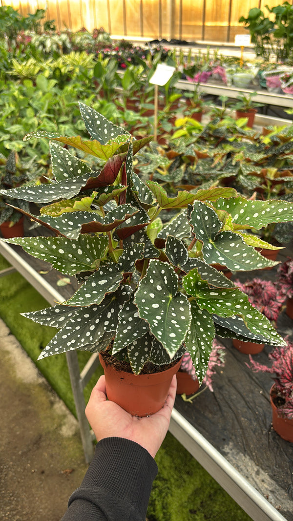 Begonia Maculata – Pot 12 cm