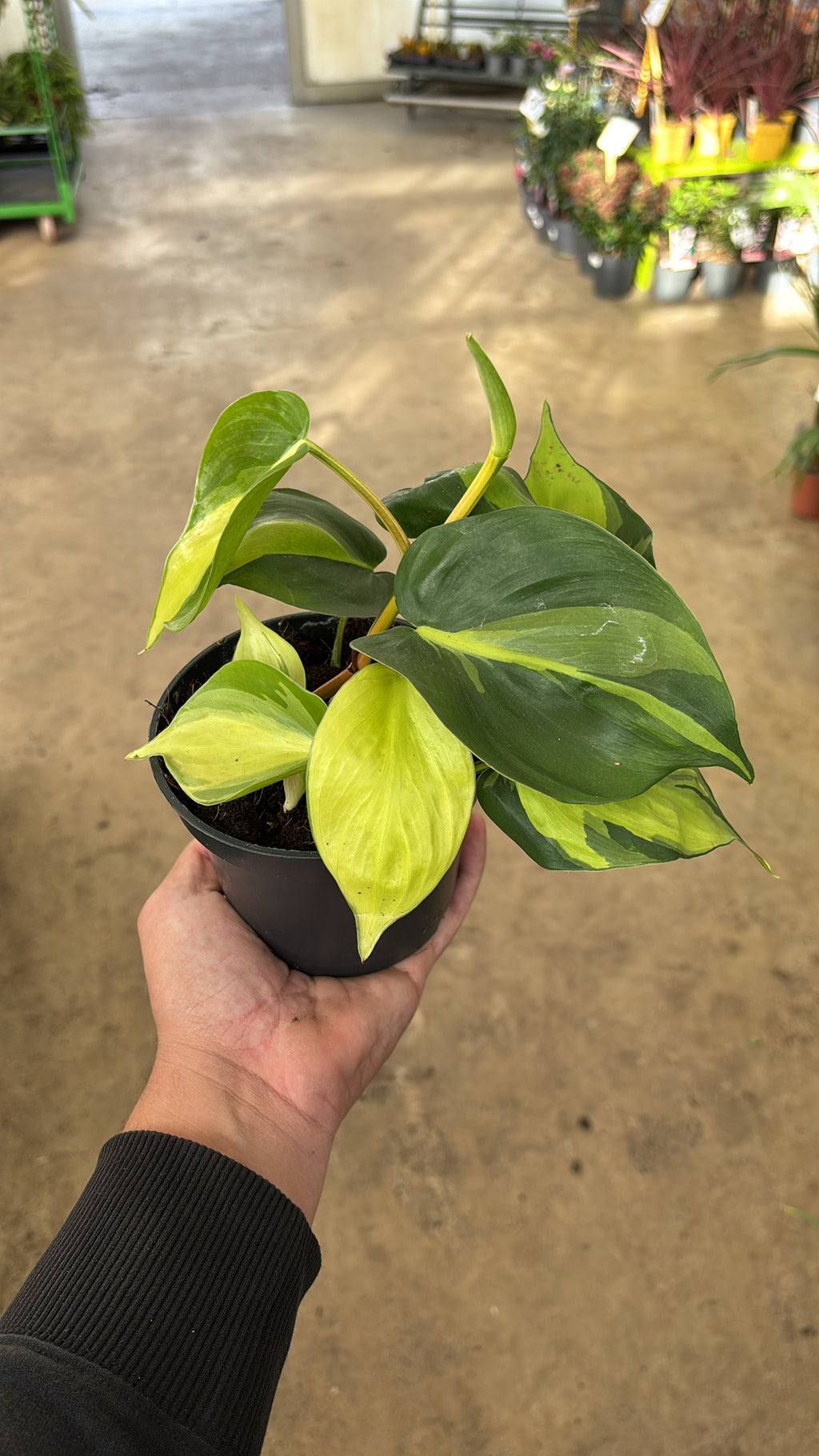 Philodendron scandens ‘Brasil’ – Pot 12 cm