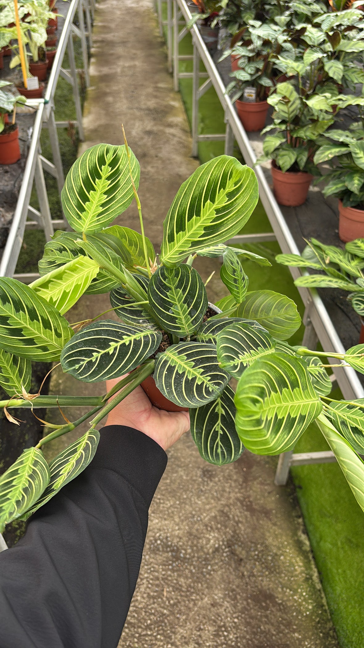 Maranta – Pot 12 cm
