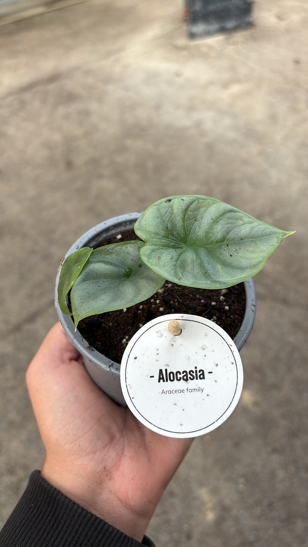 Alocasia ‘Silver Dragon’ – Pot 10 cm