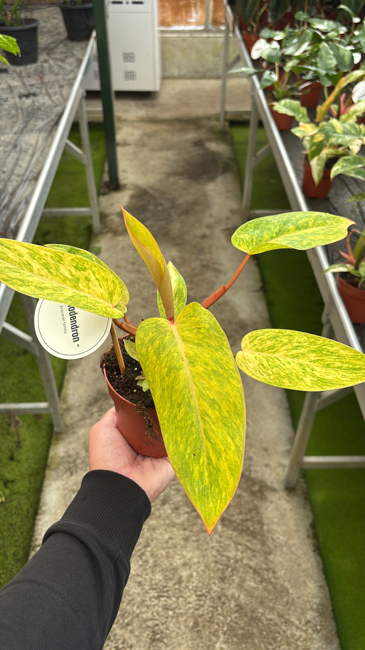 Philodendron Painted Lady – Pot 12 cm
