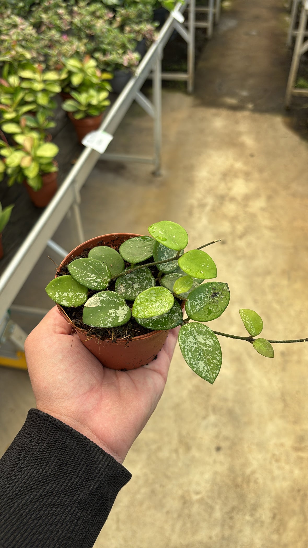 Hoya Mathilde – Pot 9 cm