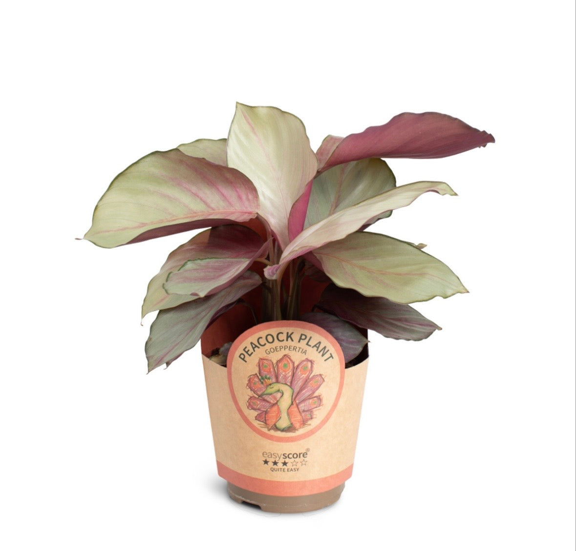 Calathea ‘Silver Plate’ – Pot 11 cm 🌿✨